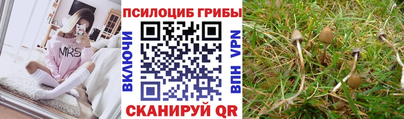 Галлюциногенные грибы Cubensis  купить наркотик  сайты даркнета наркотические препараты  Урус-Мартан 